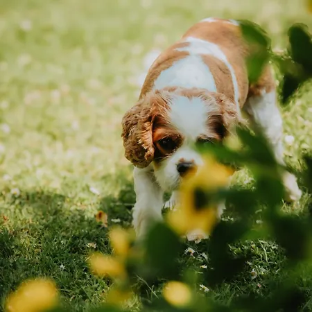 Bed and breakfast Les Arbres Rouges Sucé