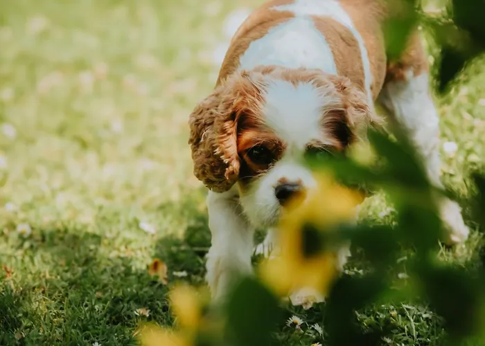 Bed & Breakfast Les Arbres Rouges Suce-sur-Erdre